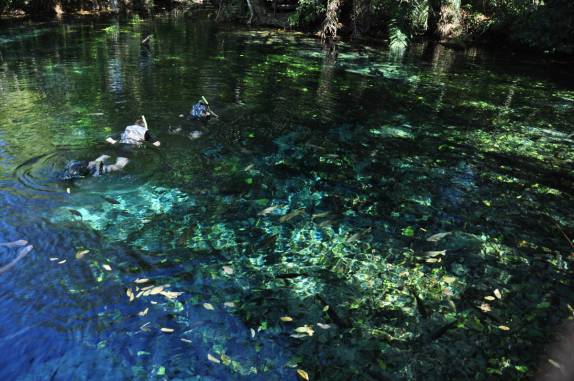 Início de flutuação no Aquário Natural, em Bonito, no Mato Grosso do Sul